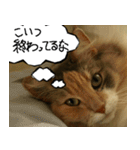 猫が代わりにお伝え その5（個別スタンプ：9）