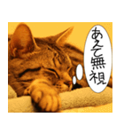 猫が代わりにお伝え その5（個別スタンプ：17）