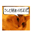 猫が代わりにお伝え その5（個別スタンプ：21）