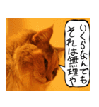 猫が代わりにお伝え その5（個別スタンプ：22）