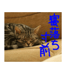 猫が代わりにお伝え その5（個別スタンプ：30）