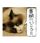 猫が代わりにお伝え その5（個別スタンプ：31）