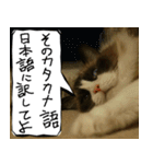 猫が代わりにお伝え その5（個別スタンプ：36）