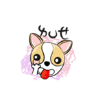 dog (chihuahua)（個別スタンプ：1）