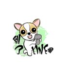 dog (chihuahua)（個別スタンプ：4）