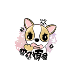 dog (chihuahua)（個別スタンプ：6）