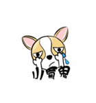 dog (chihuahua)（個別スタンプ：16）