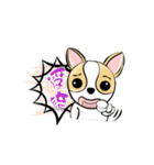 dog (chihuahua)（個別スタンプ：18）