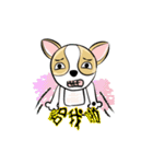 dog (chihuahua)（個別スタンプ：19）