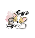 dog (chihuahua)（個別スタンプ：20）