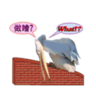 daily talk between animals (1)（個別スタンプ：8）