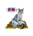 daily talk between animals (1)（個別スタンプ：12）