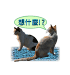 daily talk between animals (1)（個別スタンプ：13）