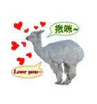 daily talk between animals (1)（個別スタンプ：15）