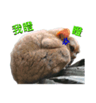 daily talk between animals (1)（個別スタンプ：16）