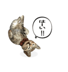 HANACAT STICKER（個別スタンプ：3）