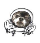 名犬ロク（個別スタンプ：1）