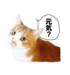 猫に夢中！ 2（個別スタンプ：1）