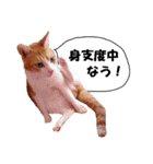 猫に夢中！ 2（個別スタンプ：2）