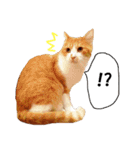 猫に夢中！ 2（個別スタンプ：10）