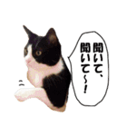 猫に夢中！ 2（個別スタンプ：12）