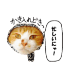 猫に夢中！ 2（個別スタンプ：22）