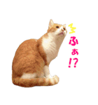 猫に夢中！ 2（個別スタンプ：27）