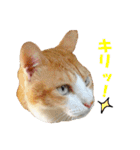 猫に夢中！ 2（個別スタンプ：30）