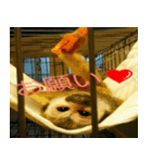 可愛い動物写真（個別スタンプ：1）