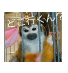 可愛い動物写真（個別スタンプ：2）