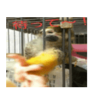 可愛い動物写真（個別スタンプ：4）