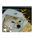 可愛い動物写真（個別スタンプ：5）