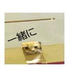 可愛い動物写真（個別スタンプ：6）
