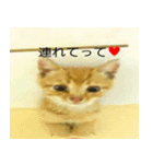 可愛い動物写真（個別スタンプ：7）
