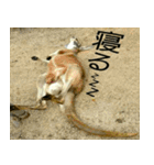 可愛い動物写真（個別スタンプ：8）