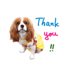 Cavalier King Charles Spaniel-nami(^^)（個別スタンプ：1）