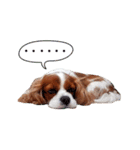 Cavalier King Charles Spaniel-nami(^^)（個別スタンプ：2）