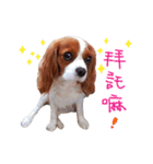 Cavalier King Charles Spaniel-nami(^^)（個別スタンプ：3）