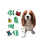 Cavalier King Charles Spaniel-nami(^^)（個別スタンプ：4）