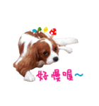 Cavalier King Charles Spaniel-nami(^^)（個別スタンプ：6）