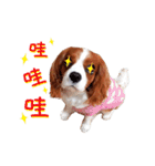 Cavalier King Charles Spaniel-nami(^^)（個別スタンプ：7）