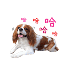 Cavalier King Charles Spaniel-nami(^^)（個別スタンプ：8）