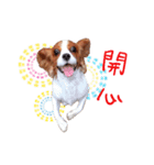 Cavalier King Charles Spaniel-nami(^^)（個別スタンプ：10）