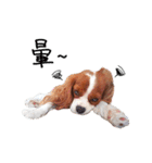 Cavalier King Charles Spaniel-nami(^^)（個別スタンプ：11）