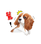 Cavalier King Charles Spaniel-nami(^^)（個別スタンプ：12）