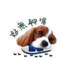 Cavalier King Charles Spaniel-nami(^^)（個別スタンプ：13）