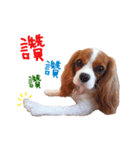 Cavalier King Charles Spaniel-nami(^^)（個別スタンプ：14）