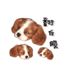 Cavalier King Charles Spaniel-nami(^^)（個別スタンプ：15）