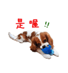 Cavalier King Charles Spaniel-nami(^^)（個別スタンプ：16）