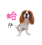 Cavalier King Charles Spaniel-nami(^^)（個別スタンプ：17）